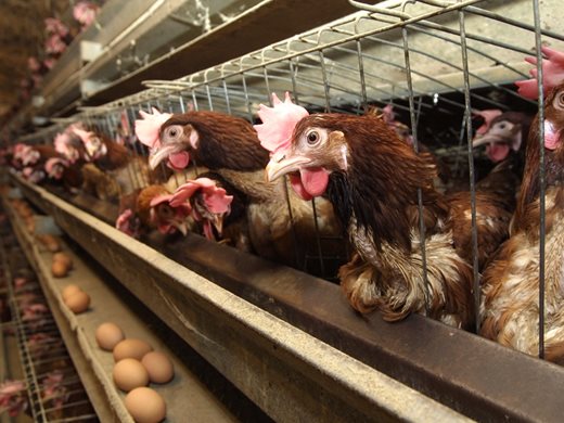 Производители на пилешко месо: Дефицит няма, но цените ще се вдигнат