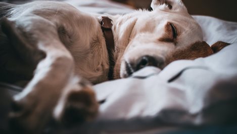 10 фактора, които влияят на съня на кучето