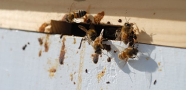 Причинител е микроскопичен едноклетъчен паразит, който извън организма на пчелата съществува под форма на овална спора. Ноземните спори са по-едри, но значително по-неустойчиви на дезинфекционни средства, топлина и изсушаване, отколкото спорите на бацилите.