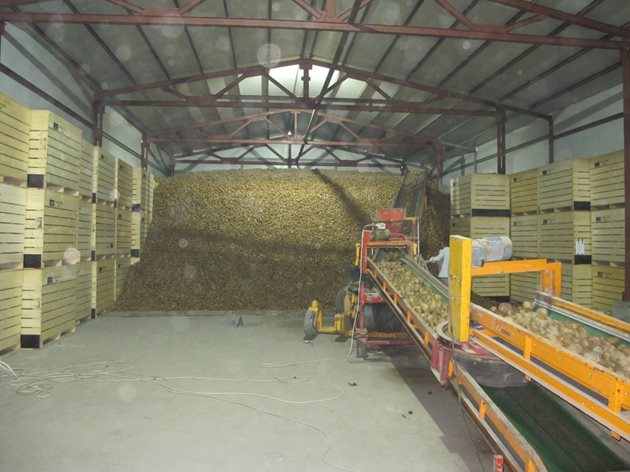 В хранилището картофите могат да се съхраняват до април, ако продукцията се обработи и условията се контролират
