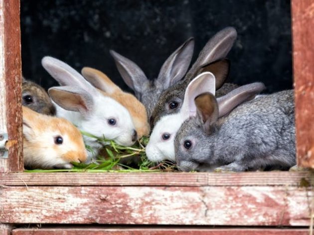 Глухарчетата са много полезни за подрастващите зайчета, тъй като са ценен източник на калций