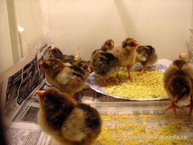 Когато пилетата са малко на брой, те могат да се отглеждат в малко отоплявано помещение