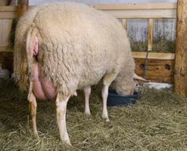 Бременните и лактиращи овце и кози трябва да се хранят с подходящи дажби