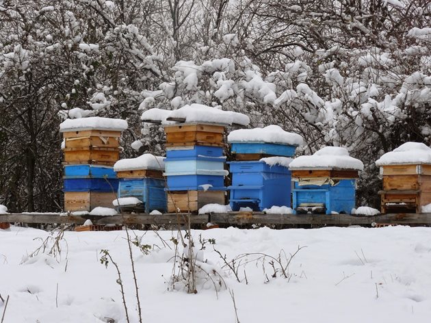 Едно семейство употребява 80 до 100 килограма мед на година и 25 до 30 килограма прашец или перга.