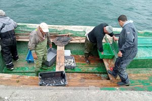 Рибари от таляна на Траката вадят мизерни количества сафрид заради атаките на леферите.