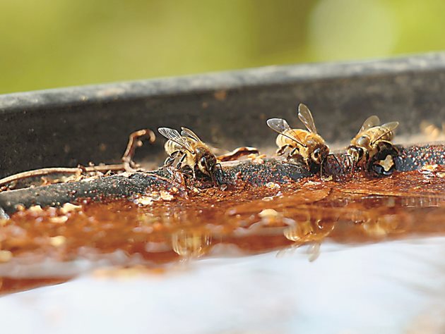 В пчелина задължително трябва да има и поилка с чиста вода.