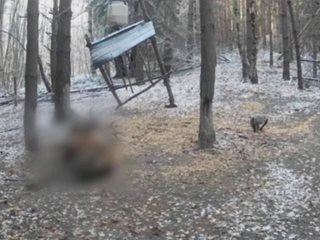 "Безобразно убийство" на благороден елен в Етрополския балкан - следят камери на хранилки през телефон и стрелят, докато яде