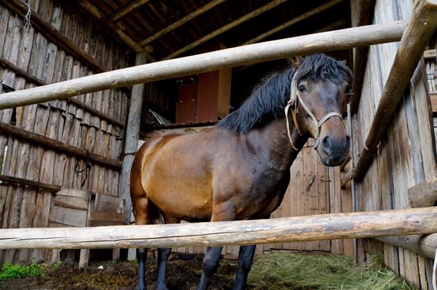 Преди почистване конят се извежда навън или в дворчето пред помещението за спане
