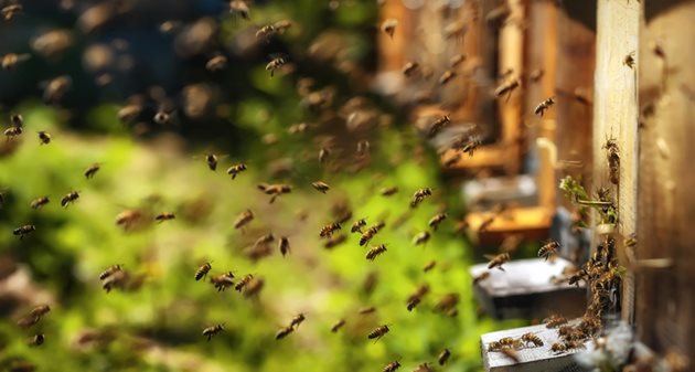 Общият брой на пчелите в света е около 1 до 6 трилиона пчели (ако гледам правилно нулите), шегува се пчеларят любител  Лан Слъдър.