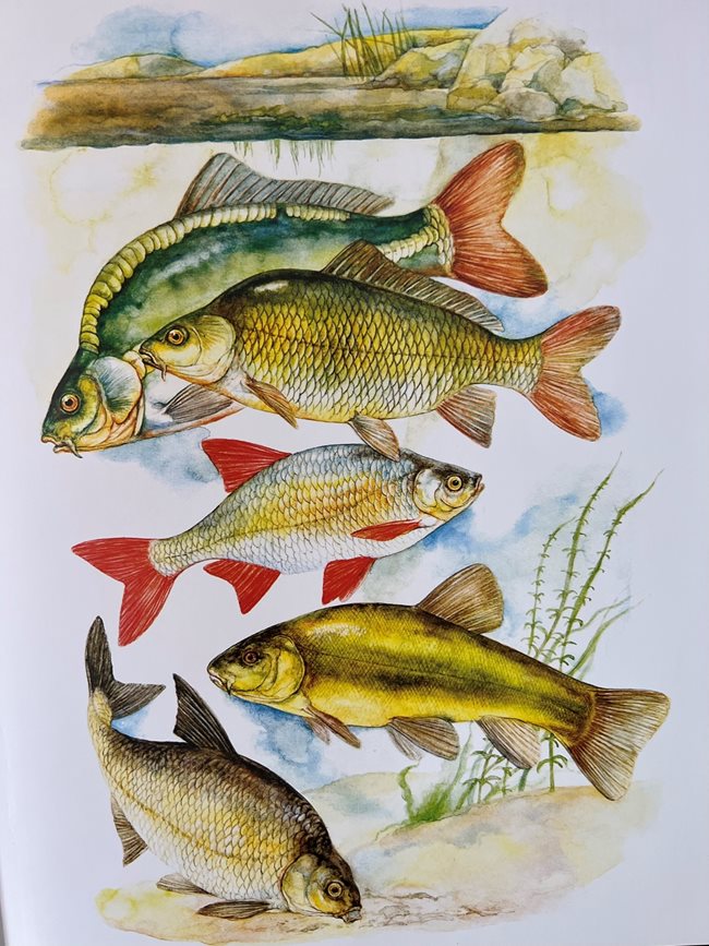 Риби, нарисувани от проф. Виктор Паунов, в "Българска риболовна енциклопедия" на КК "Труд"
