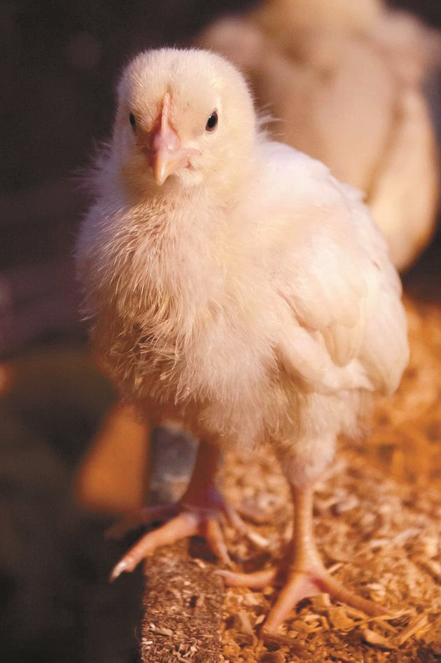 Пилетата бройлери имат бърз растеж