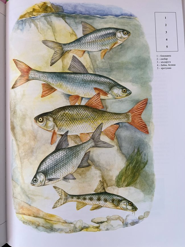 Риби, нарисувани от проф. Виктор Паунов, в "Българска риболовна енциклопедия" на КК "Труд"
