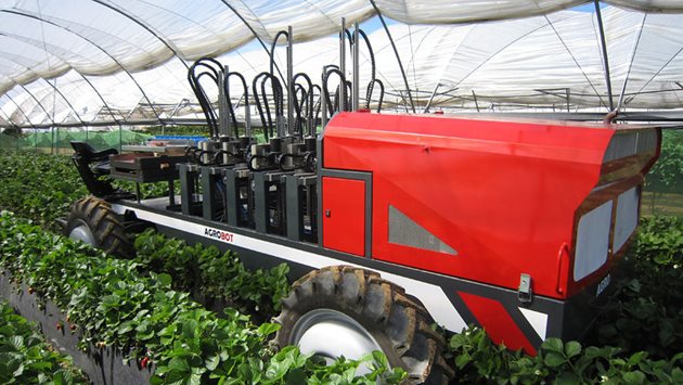 Agrobot SW6010 е способен да разпредели ягодите в зависимост от размера и степента на зрялост