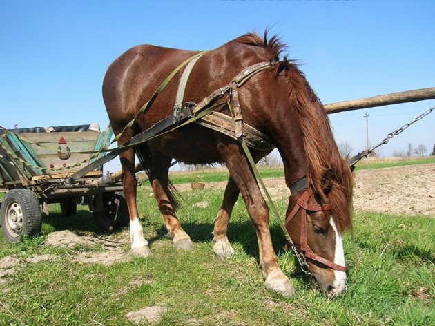 Грубите фуражи - сено и пролетна слама - присъстват във всекидневното хранене на коня. Затова трябва да са поне 40%.
