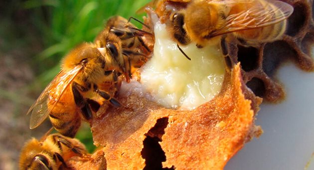Така изглежда пчелното млечице - белезникава плътна субстанция, с която пчелите-кърмачки хранят пчелната майка и ларвите. То съдържа ценни протеини, въглехидрати, липиди, витамини и микроелементи. Силата на пчелното млечице може да се докаже с факта, че ларвите растат няколкостотин пъти в рамките на няколко дни. А пчелната майка, която се храни изключително само с пчелно мляко, има продължителност на живота до 7 години, а не само 40 дни като пчелите работнички