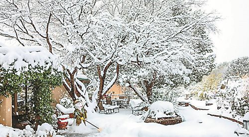Красива градина през зимата - митове и реалност