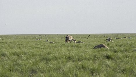 150 000 хиляди антилопи умряха в Казахстан