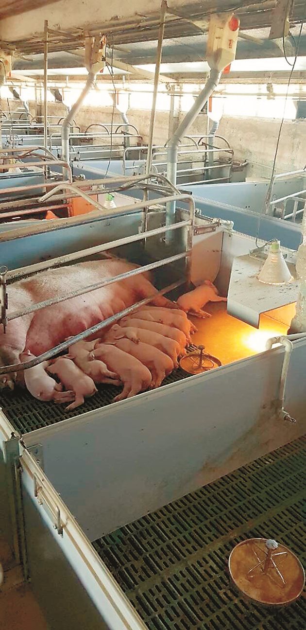 В свиневъдството се използват най-много антибиотици