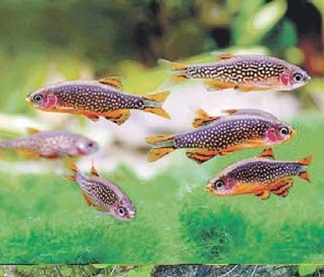Има различни видове рибки данио, но всички обичат храна от животински произход