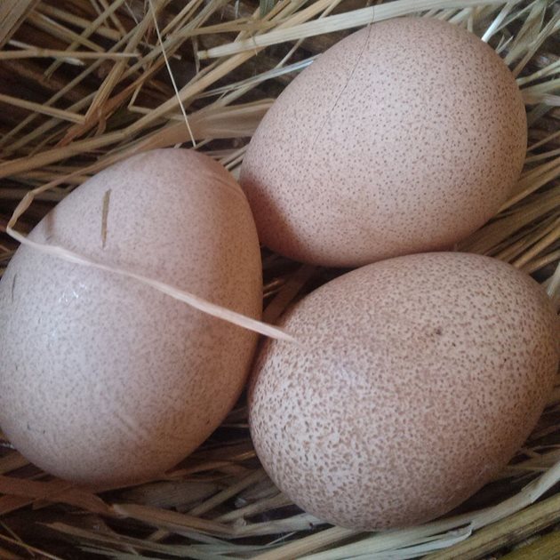 Уникалната черупка на яйцата на токачките позволява те да бъдат съхранявани при температура 10 градуса в продължение на 6 месеца