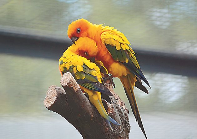 Взаимно пощещи се папагали