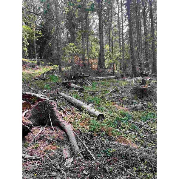 226 mètres cubes de bois ont été illégalement coupés dans les forêts municipales du village de Samokovo