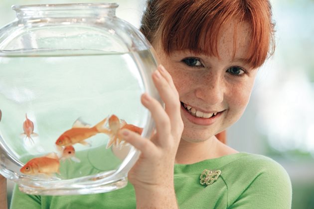 Рибки се пренасят в стъклен или пластмасов аквариум