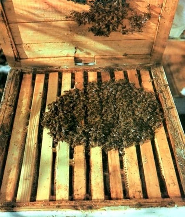 През зимата пчелите затоплят единствено пчелното кълбо, а не цялата вътрешност на кошера.