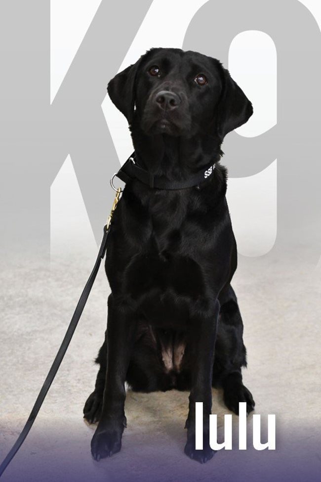 Лулу тренирала усилено, за да се присъедини към екипа от кучета, работещи по летищата в Съединените щати. СНИМКА: Туитър/CIA