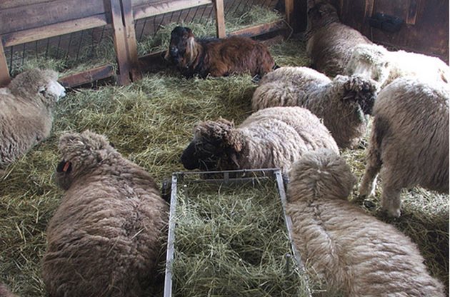 .Не давайте на овцете с диария нищо друго освен сено и вода. След като се оправят, постепенно ги приучвайте към останалите фуражи.