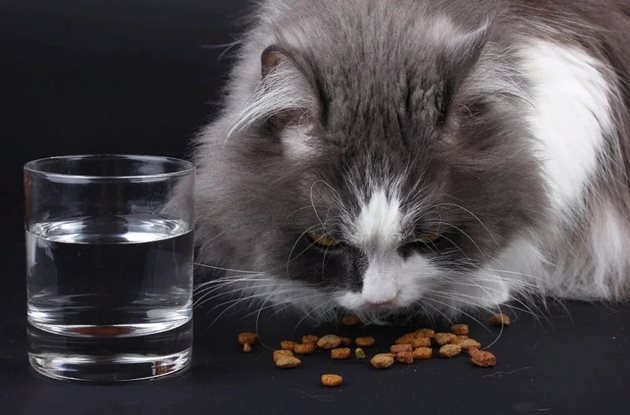 При даване на суха храна котката непременно трябва да има чиста и прясна вода на воля
Снимка: Twitter
