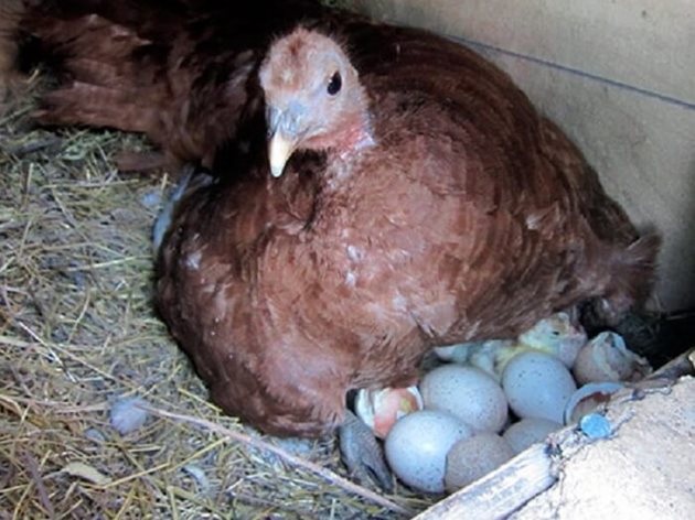 Ако ще инкубирате пуешки яйца, трябва да знаете, че може да се съхраняват не повече от седмица на тъмно, хладно място, с острия край надолу