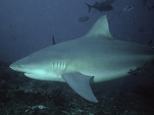 Затоплянето на морето е свързано с увеличаване на вид бича акула