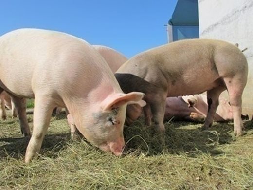 Агенцията по храните взе допълнителни мерки срещу африканската чума по свинете