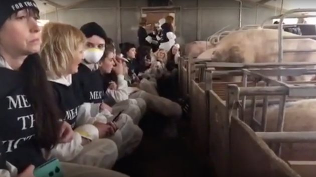 Зоозащитници на животните са окупирали холандска свинеферма  Снимка: PIGBUSINESS