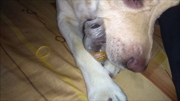 Кучето може да разкъса пластмасовата бутилка и да се нарани
Снимка: YouTube/Paul79UF