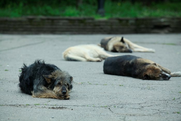 В дългосрочен план се предвижда поне 70% от бездомните кучета да са кастрирани, но до една година това трябва да обхване минимум 50%.