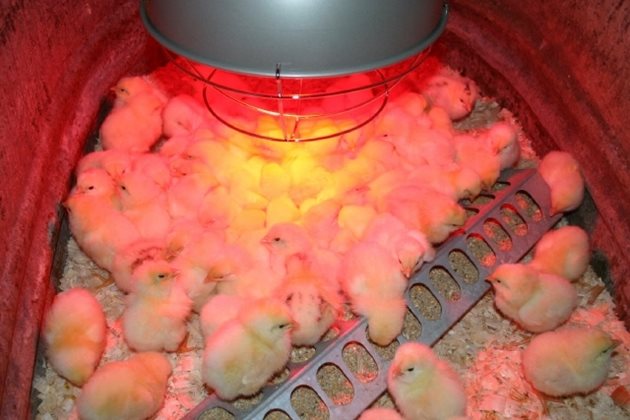 Новоизлюпените пиленца се слагат в кашон и задължително се поставят под източник на топлина, осигурящ температура на въздуха 30-33 градуса