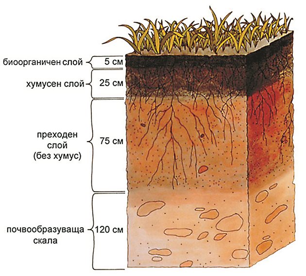 Как изглежда вертикалната структура на почвата