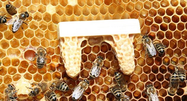 Пчелите принуждават майката да отиде при всяка основа на маточник и да снесе яйце в него