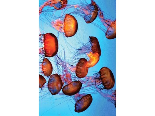 Бързи бионични медузи ще изследват океаните