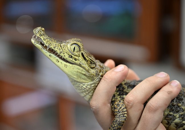 Очилат Кайман - Caiman crocodylus- Южна и централна Америка