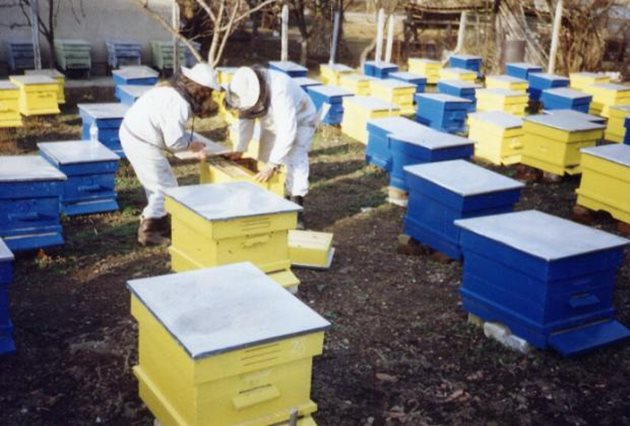 Не бива да се разпечатва питата до самото пило, защото, ако настъпят застудяване, каквото почти винаги има по това време, пчелите се събират на кълбо върху пилото и няма да бъдат осигурени с храна - разпечатания мед е изнесен от питата и тя е празна.