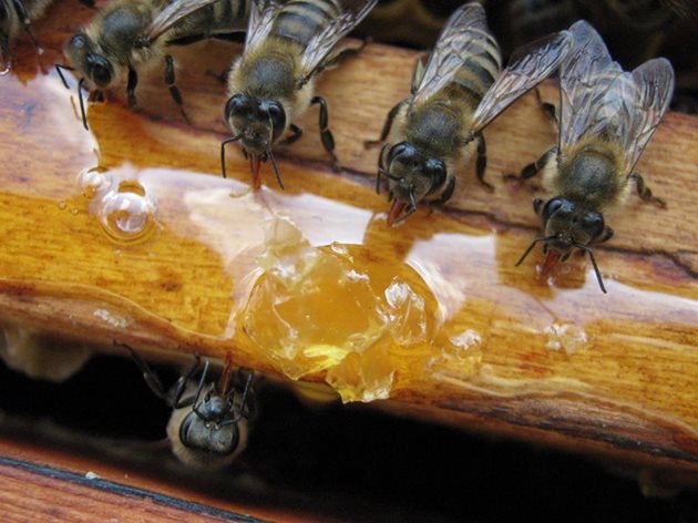 Ако покапят няколко капки мед около кошера, трябва бързо да се покрият със земя или друг материал. С една дума пчеларят не трябва да оставя мед в никое място, където пчелите биха могли да го намерят.