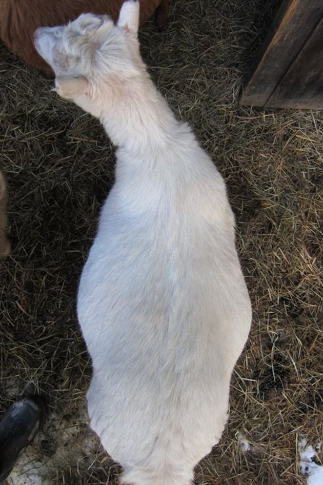 До 3-3,5 месеца след заплождането на козата бременността й не личи