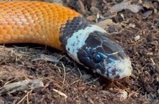 Питонът Йовчо и кралската змия Рая тръгват на турне из България (Видео, снимки)