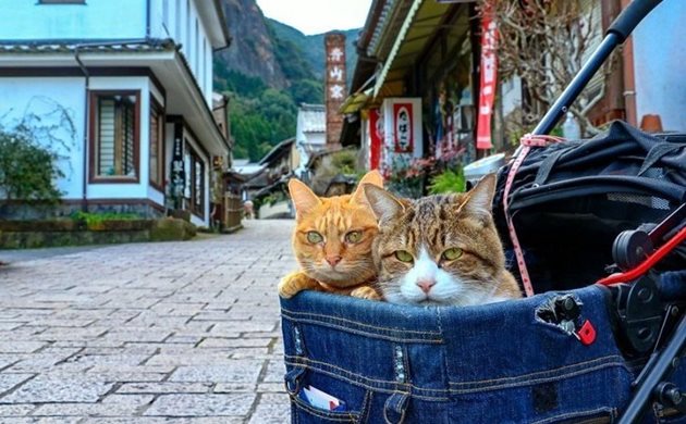 Снимки: The.traveling.cats/Instagram