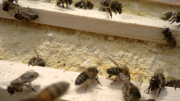 Ако пчелите бързо излитат, а тия, които се връщат, изчакват във въздуха, за да се приземят - означава, че има паша, нектар. Снимка YouTube