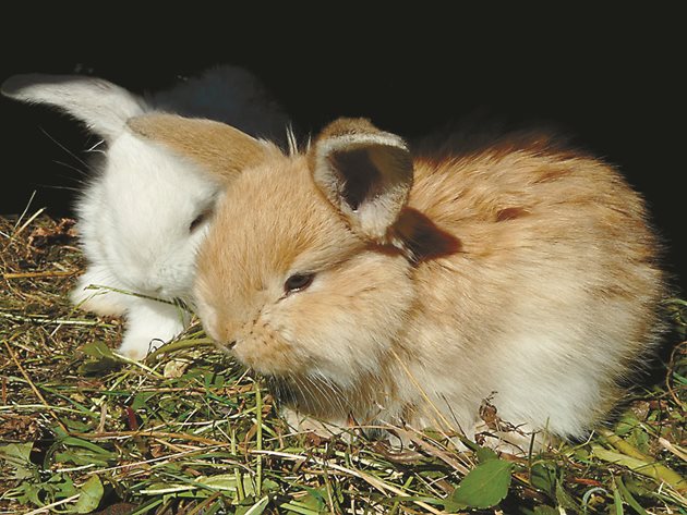 По-рядко заболяват 2-3-месечни зайци