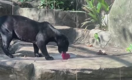 За разхлада животни получават ледени близалки в зоопарка в Рио Де Жанейро (Видео)